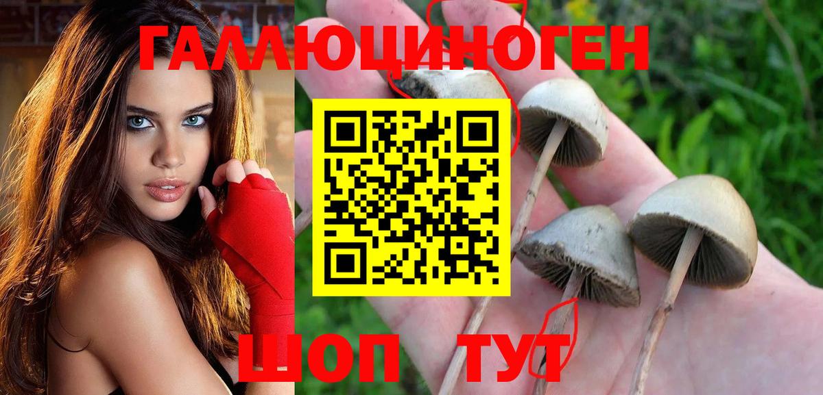 Дятьково  Псилоцибиновые грибы Psilocybine cubensis  Вход с VPN 